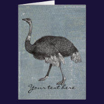Vintage Ostrich cards
