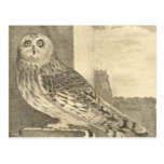 Vintage Owl Postcards