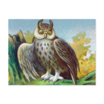 Vintage Owl Print Postcards