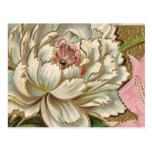 Vintage Paeony Flower Post Cards
