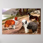 Vintage Painted Collies Poster