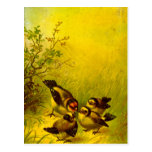 Vintage Painted Sparrows Postcard