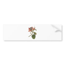 Vintage Passion Flower Bumper Sticker