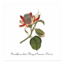 Vintage Passion Flower Illustration posters