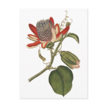 Vintage Passion Flower Postcards