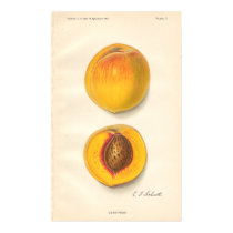 Vintage Peaches Poster posters by Customizables Vintage Peaches Poster posters