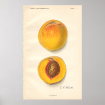 Vintage Peaches Poster