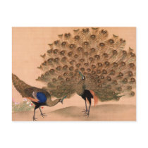 Vintage Peacock Postcard