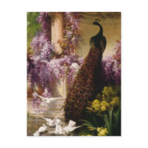 Vintage Peacock Post Cards