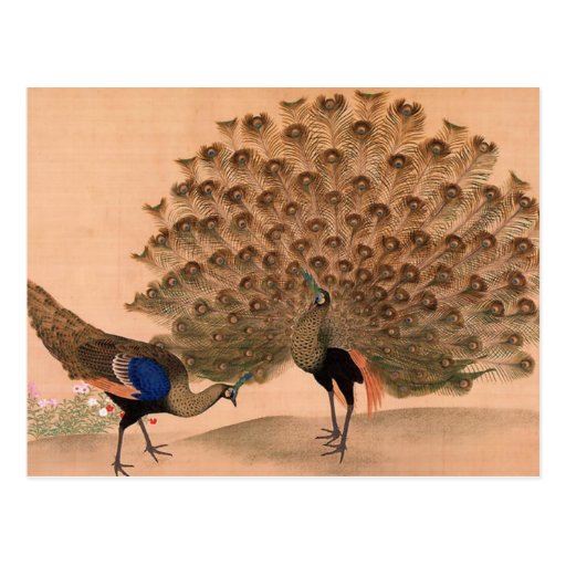 Vintage Peacock Postcard