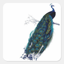 Vintage Peacock Sticker