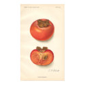 Vintage Persimmon Poster posters by Customizables Vintage Persimmon Poster posters