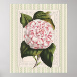 Vintage Pink and White Camellia Shabby Elegance Print