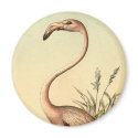 Vintage Pink Flamingo Illustration magnets