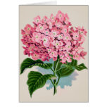 Vintage Pink Hydrangea Art Greeting Cards
