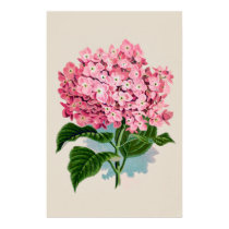 Vintage Pink Hydrangea Flower Print