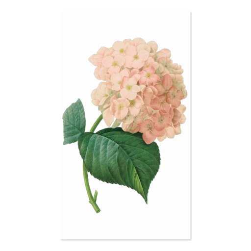 Vintage Pink Hydrangea Hortensia Flower by Redoute Business Cards (back side)