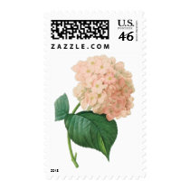 Vintage Pink Hydrangea Hortensia Flower by Redoute Postage Stamps