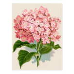 Vintage Pink Hydrangea Post Card