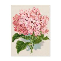 Vintage Pink Hydrangea Post Card