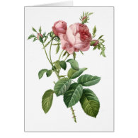 Vintage pink rose botanical illustration, Redoute Cards