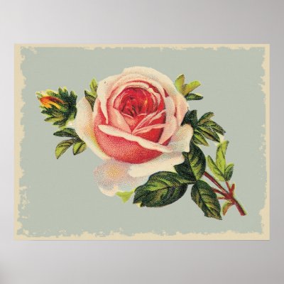 pink rose flower arrangements. Vintage Pink Rose Poster by