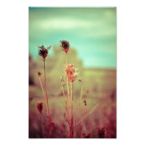 Vintage plants photographic print