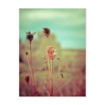Vintage plants post card
