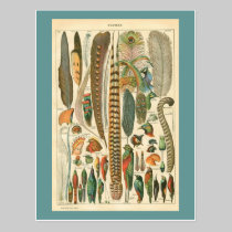 Vintage Plumes postcards