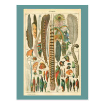 Vintage Plumes Post Cards