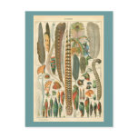 Vintage Plumes Post Cards
