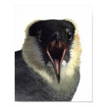 pomarine, jaeger, skua, louis, agassiz, fuertes,