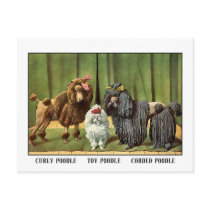 Vintage Poodles postcards