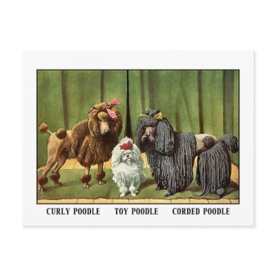 Vintage Poodles Post Card by VintagePets