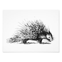 Vintage Porcupine Illustration - 1800's Porcupines Photo
