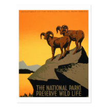 VIntage Preserve Wildlife Poster postcards