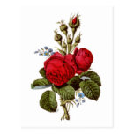 Vintage Pretty Moss Red Roses Illustration 1847 Post Card