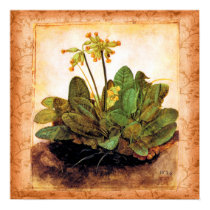 Vintage Primrose Primula Flower posters by FRUITLOOPY Vintage Primrose Primula Flower posters