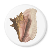 Vintage Queen Conch Seashell Magnet