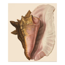 Vintage Queen Conch Seashell posters