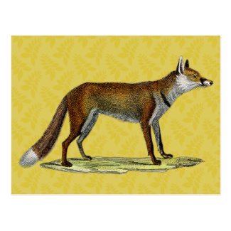 Vintage Red Fox Postcard
