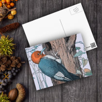 Vintage Red Head Woodpecker Tree postcards