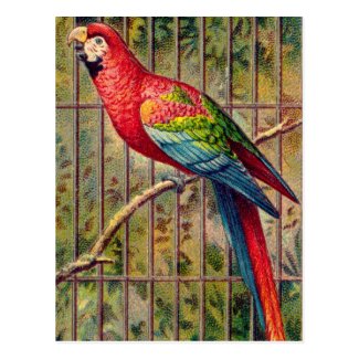 Vintage Red Macaw Parrot Print Post Card