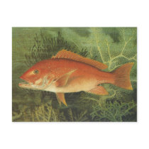 Vintage Red Snapper Fish Under the Ocean Post Card