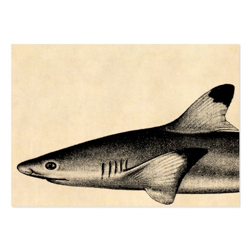 Vintage Reef Shark Illustration Black Tipped Business Card (front side)