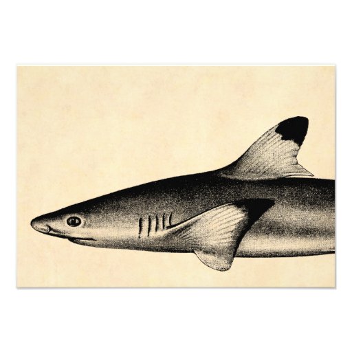 Vintage Reef Shark Illustration Black Tipped Custom Announcements