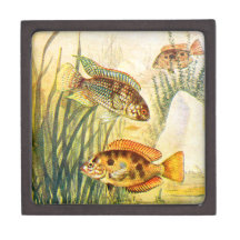 Vintage Restored Fish Premium Gift Boxes