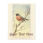 Vintage Robin Postcard