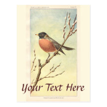Vintage Robin Postcard