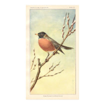 Vintage Robin Poster posters